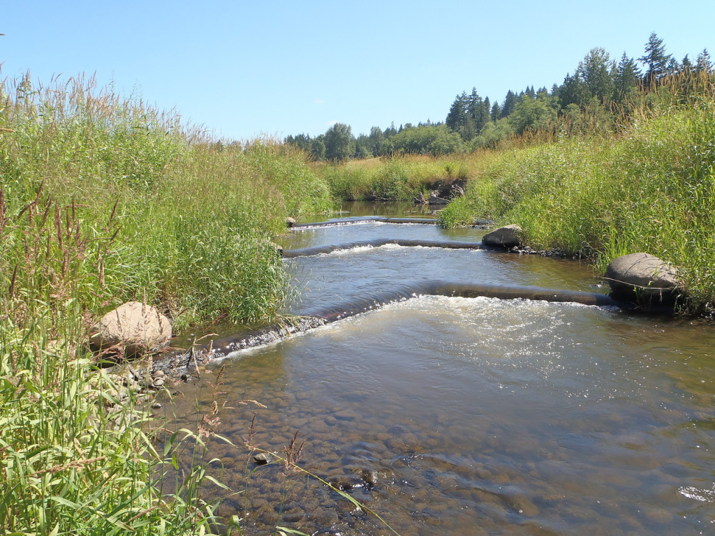 The new creek bed is much shallower than the ditch it has been flowing through. This provides much better habitat!